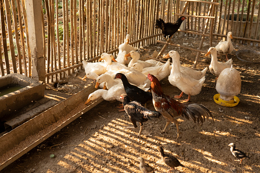 Ayam / Entok Hidup